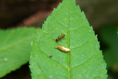 Myrmica