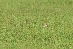 Bartramia longicauda