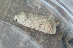 Caradrina clavipalpis