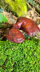 Ganoderma tsugae