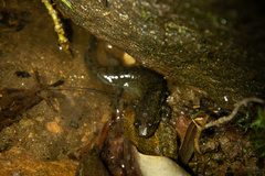 Desmognathus folkertsi