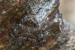 Catocala coniuncta