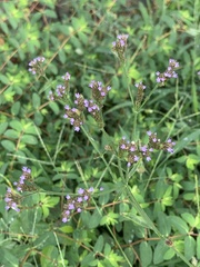Verbena brasiliensis