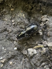 Pterostichus madidus