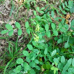 Astragalus glycyphyllos