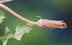 Taraxacum bessarabicum