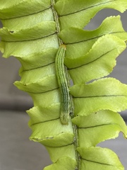 Callopistria floridensis