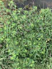 Verbena brasiliensis