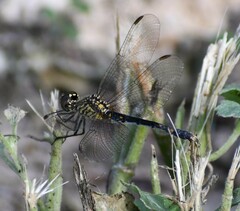 Erythrodiplax berenice