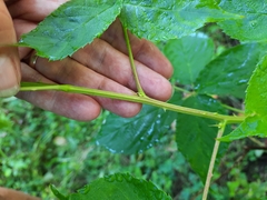 Rubus allegheniensis