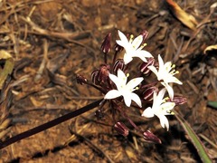 Fusifilum depressum image