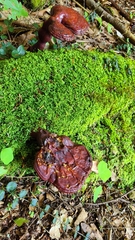 Ganoderma tsugae
