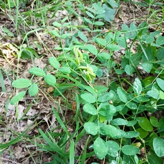 Astragalus glycyphyllos