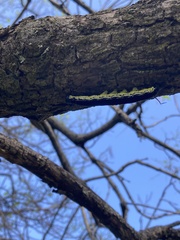 Ceratomia catalpae