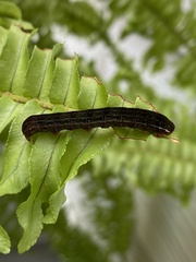 Callopistria floridensis