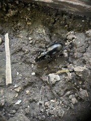 Pterostichus madidus