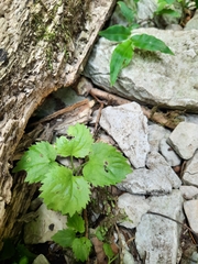 Dichrocephala integrifolia