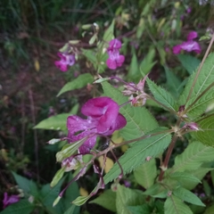 Impatiens glandulifera