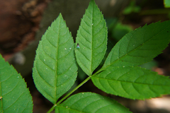 Fraxinus excelsior