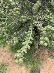 Cylindropuntia leptocaulis