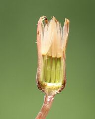 Taraxacum bessarabicum