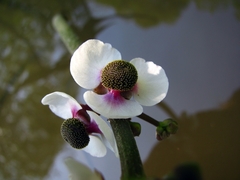 Sagittaria sagittifolia