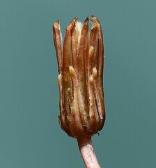 Taraxacum bessarabicum