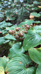 Maianthemum dilatatum