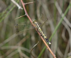 Orthetrum albistylum