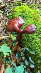 Ganoderma tsugae
