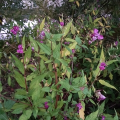 Impatiens glandulifera
