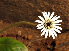 Asteraceae
