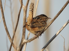 Cistothorus platensis