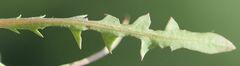Taraxacum bessarabicum