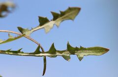 Taraxacum bessarabicum