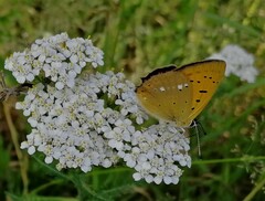 Lycaena virgaureae