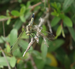 Orthetrum albistylum