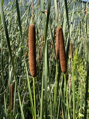 Typha angustifolia