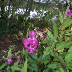 Impatiens glandulifera