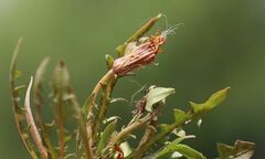 Taraxacum bessarabicum