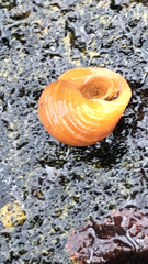 Littorina