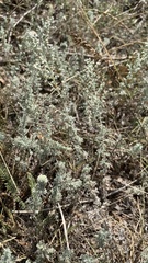 Artemisia austriaca