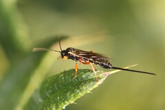 Ichneumonoidea