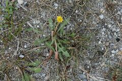 Taraxacum bessarabicum