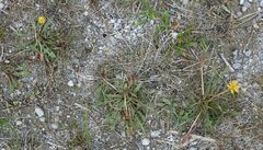 Taraxacum bessarabicum