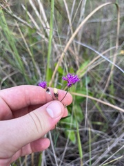 Vernonia blodgettii
