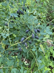 Baptisia