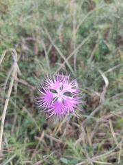 Dianthus