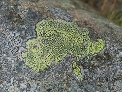 Rhizocarpon