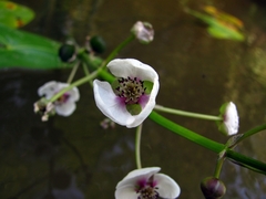 Sagittaria sagittifolia